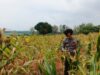 Polsek Bancar Laksanakan Monitoring Tanaman Jagung Milik Warga