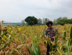 Polsek Bancar Laksanakan Monitoring Tanaman Jagung Milik Warga