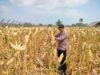 Polri Dukung Astacita, Polsek jenu Polres Tuban Turun Cek Tanaman Jagung Warga di Desa Wadung