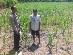 Tinjau Langsung Perkebunan Jagung di Kawasan Agro, Bhabinkamtibmas Desa Jurumapin Motivasi Petani Jaga Ketahanan Pangan