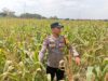Dukung Astacita Presiden RI, Kanit Binmas Polsek Kenduruan Polresta Tuban Turun Langsung Mengecek Perkembangan Tanaman Jagung Petani