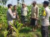 Dukung Astacita, Polsek Jatirogo Polresta Tuban Pantau Langsung Lahan Jagung milik warga Desa Ketodan