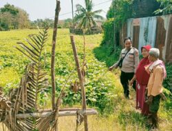 Dukung Ketahanan Pangan Asta Cita Presiden, Bhabinkamtibmas Desa Ngeru Sambangi Lahan Petani dan Ajak Budidaya Hortikultura