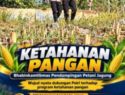 Mendukung Program Ketahanan Pangan, Bhabinkamtibmas Monitoring Pertumbuhan Jagung