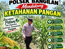 Dukung Program Ketahanan Pangan, Polsek Bangilan Monitoring Pertumbuhan Tanaman Jagung
