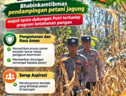 Mendukung Program Ketahanan Pangan, Bhabinkamtibmas Monitoring Pertumbuhan Jagung
