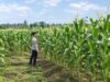 Dukung Ketahanan Pangan Nasional, Bhabinkamtibmas Polsek Tambakboyo Monitoring Lahan Jagung Warga