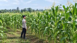 Dukung Ketahanan Pangan Nasional, Bhabinkamtibmas Polsek Tambakboyo Monitoring Lahan Jagung Warga