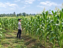 Dukung Ketahanan Pangan Nasional, Bhabinkamtibmas Polsek Tambakboyo Monitoring Lahan Jagung Warga