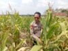 adukung Ketahanan Pangan Nasional, Polisi Polsek Kenduruan Polresta Tuban Cek Perkembangan Tanaman Jagung Milik Petani