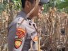 Mendukung Program Ketahanan Pangan, Bhabinkamtibmas Monitoring Pertumbuhan Jagung