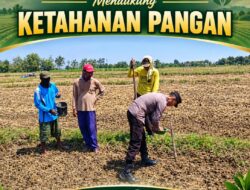 Dukung Program Ketahanan Pangan Anggota Bhabinkamtimas Polsek Senori Polres Tuban Polda Jatim Menanam Jagung Bersama Warga Desa Leran