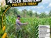 Polsek Bangilan Dukung Ketahanan Pangan Nasional