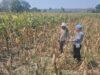 Dukung Astacita Presiden RI, Polsek Kenduruan Polresta Tuban Pantau Perkembangan Tanaman Jagung Milik Petani .
