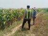 Polri Dukung Astacita, Polsek jenu Polres Tuban Turun Cek Tanaman Jagung Warga di Desa suwalan