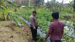 ANGGOTA POLSEK GRABAGAN SAMBANG DESA BINAAN, PANTAU LAHAN JAGUNG DAN MEMASTIKAN SISTEM IRIGASI MASIH LANCAR