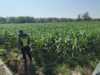 Polri Dukung Astacita, Polsek Semanding Polresta Tuban Turun Cek Tanaman jagung milik Warga di Desa Semanding