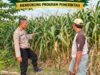 Mendukung Asta Cita Presiden Polmas Polsek Montong Polresta Tuban Pantau Kodisi Tanaman Jagung Milik Warga Desa Jetak
