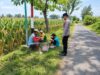 Dukung Ketahanan Pangan, Bhabinkamtibmas Polsek Tambakboyo Monitoring Lahan Jagung Warga
