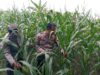 Dukung Astacita Presiden RI, Polsek Kenduruan Polresta Tuban Pantau Perkembangan Tanaman Jagung Milik Petani
