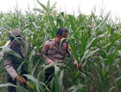 Dukung Astacita Presiden RI, Polsek Kenduruan Polresta Tuban Pantau Perkembangan Tanaman Jagung Milik Petani