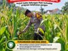 Mendukung Program Ketahanan Pangan, Bhabinkamtibmas Monitoring Pertumbuhan Jagung