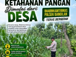 Dukung Program Ketahanan Pangan, Polsek Bangilan Monitoring Pertumbuhan Tanaman Jagung