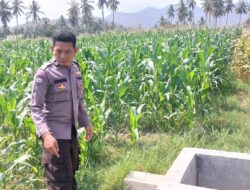 Perkuat Ketahanan Pangan Nasional, Bhabinkamtibmas Desa Buin Baru Pantau Perawatan Tanaman Jagung Warga di Buer