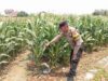 Dukung Astacita, Polsek Jatirogo Cek Langsung Ladang Jagung Warga Desa Bader