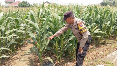 Dukung Astacita, Polsek Jatirogo Cek Langsung Ladang Jagung Warga Desa Bader