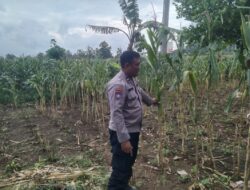 Polri Dukung Astacita, Polsek jenu Polres Tuban Turun Cek Tanaman Jagung Warga di Desa Beji