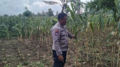 Polri Dukung Astacita, Polsek jenu Polres Tuban Turun Cek Tanaman Jagung Warga di Desa Beji