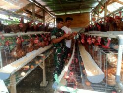Babinsa Pantau Peternakan Warga, Dukung Ketahanan Pangan Lokal