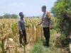 Dukung Ketahanan Pangan Nasional dan Asta Cita, Bhabinkamtibmas Desa Pernek Sambangi Warga Panen Jagung dan Dorong Pemanfaatan Pekarangan