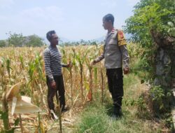Dukung Ketahanan Pangan Nasional dan Asta Cita, Bhabinkamtibmas Desa Pernek Sambangi Warga Panen Jagung dan Dorong Pemanfaatan Pekarangan