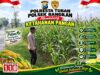 Polsek Bangilan Monitoring Ketahanan pangan Tanaman Jagung