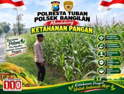Polsek Bangilan Monitoring Ketahanan pangan Tanaman Jagung