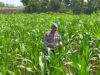 Dukung Astacita Presiden RI, Polmas Polsek Kenduruan Polresta Tuban Cek Perkembangan Tanaman Jagung Milik Petani .