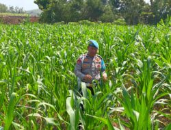 Dukung Astacita Presiden RI, Polmas Polsek Kenduruan Polresta Tuban Cek Perkembangan Tanaman Jagung Milik Petani .