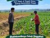 Anggota Polsek Singgahan Polresta Tuban Turun Cek Tanaman jagung Warga di Desa Mulyoagung