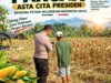 Polsek Plumpang Polresta Tuban Turun Langsung Cek Tanaman Jagung Warga
