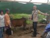 Bhabinkamtibmas Rababaka Sambangi Peternak Sapi, Dukung Ketahanan Pangan Nasional Menuju Indonesia Emas