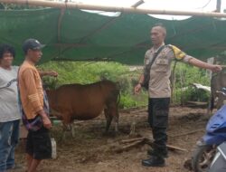 Bhabinkamtibmas Rababaka Sambangi Peternak Sapi, Dukung Ketahanan Pangan Nasional Menuju Indonesia Emas