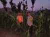 BHABINKAMTIBMAS TEKASIRE SAMBANGI PETANI JAGUNG DI LADANG, DORONG KETAHANAN PANGAN NASIONAL