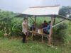 Dukung Ketahanan Pangan, Bhabinkamtibmas Polsek Tambakboyo Monitoring Lahan Jagung dan Dialog Bersama Petani