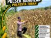 Polsek Bangilan Laksanakan Monitoring Ketahanan pangan Tanaman Jagung Diwilayah Bangilan