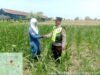 Polri Dukung Astacita, Polsek jenu Polres Tuban Turun Cek Tanaman Jagung Warga di Desa Socorejo
