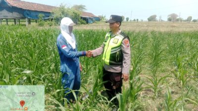 Polri Dukung Astacita, Polsek jenu Polres Tuban Turun Cek Tanaman Jagung Warga di Desa Socorejo