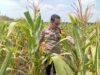 Dukung astacita Presiden RI, Polmas Polsek Kenduruan cek perkembangan tanaman jagung milik petani