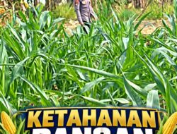 Mendukung Program Ketahanan Pangan, Bhabinkamtibmas Monitoring Pertumbuhan Jagung
